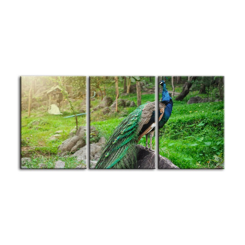 Dignified Sunlit Peacock-Canvas Wall Art Painting 3 Pieces