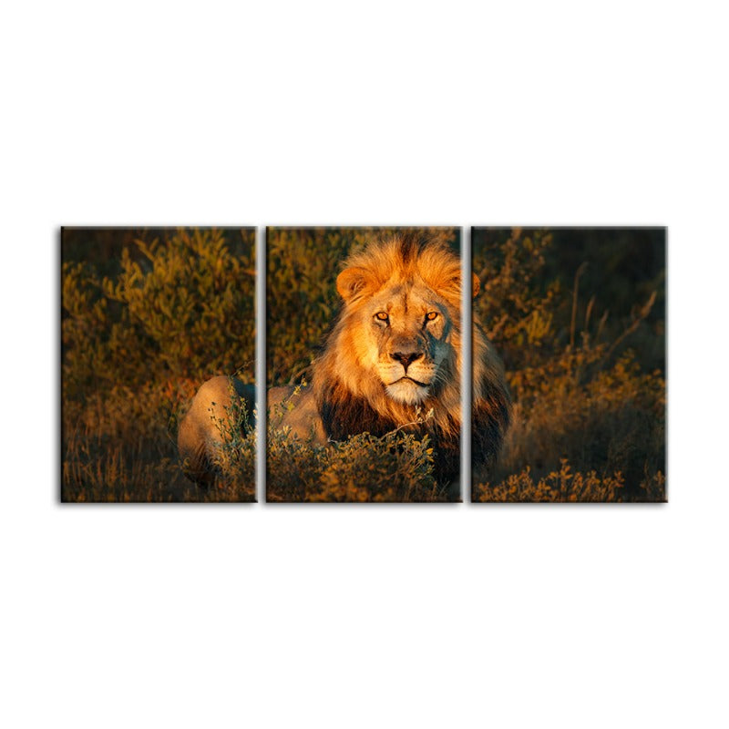 Divine Sunset Lion-Canvas Wall Art Painting 3 Pieces